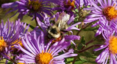 bee on purple and yellow flowers