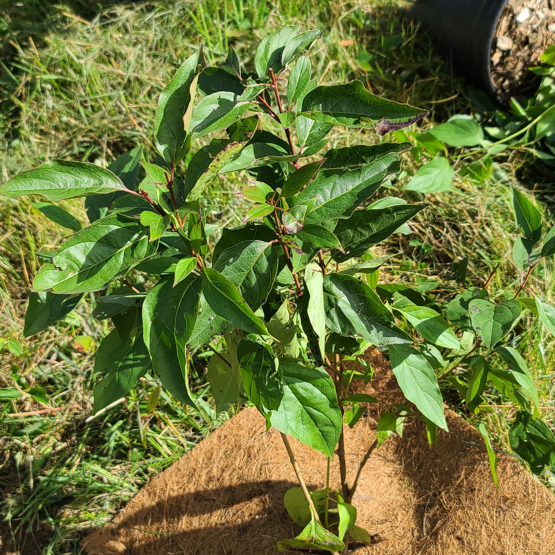 red osier dogwood