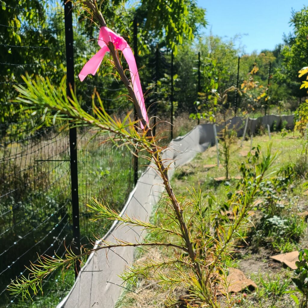 TAGGED plant