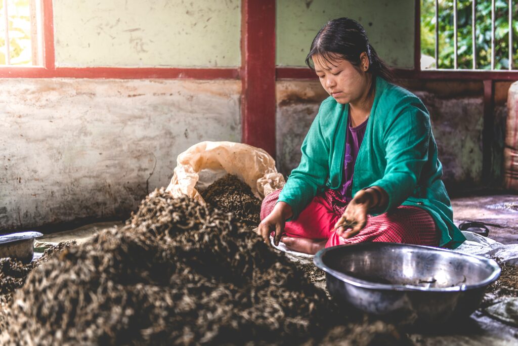 worman working with crops sorting into a bowl