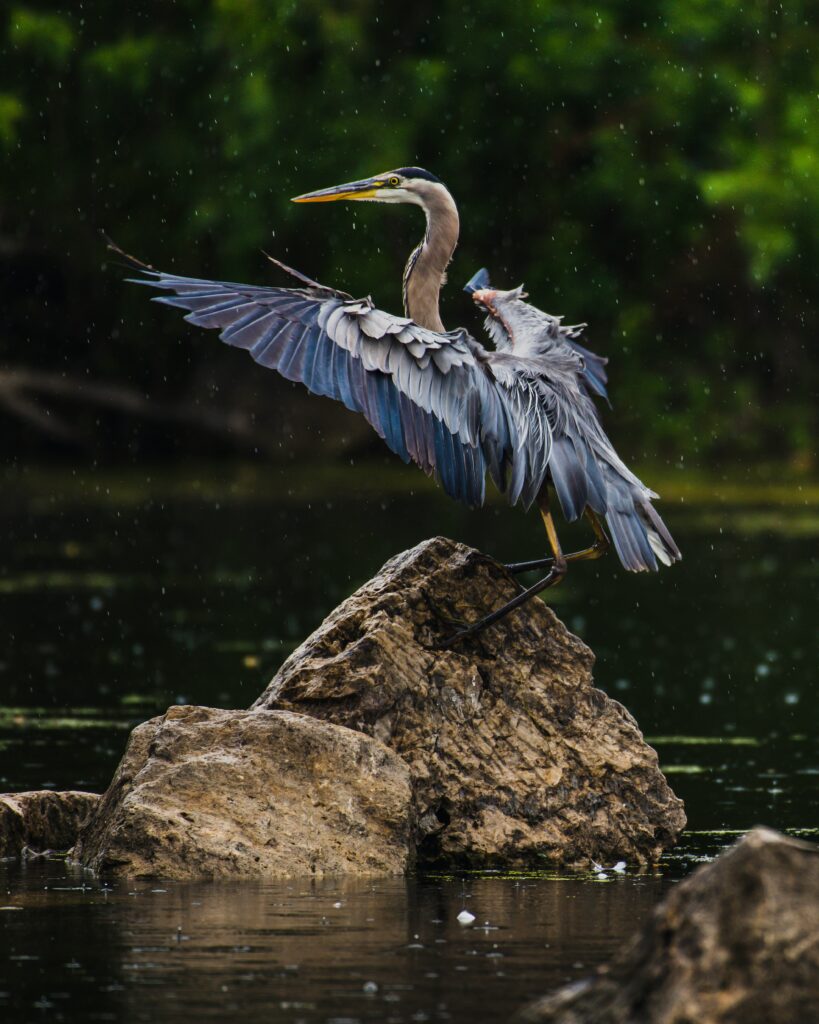 Photo of Blue Heron in Ontario Wetlands Photo By: Jeremy Hines